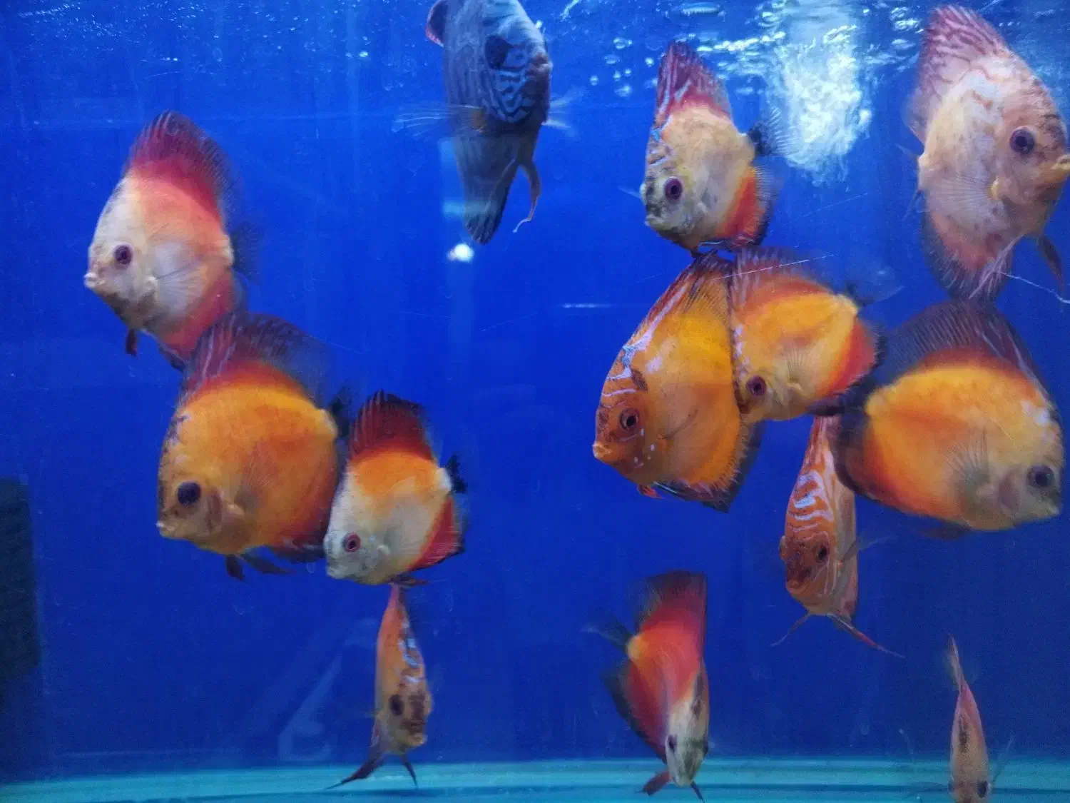 دیسکس|ماهی|اراک, |دیوار