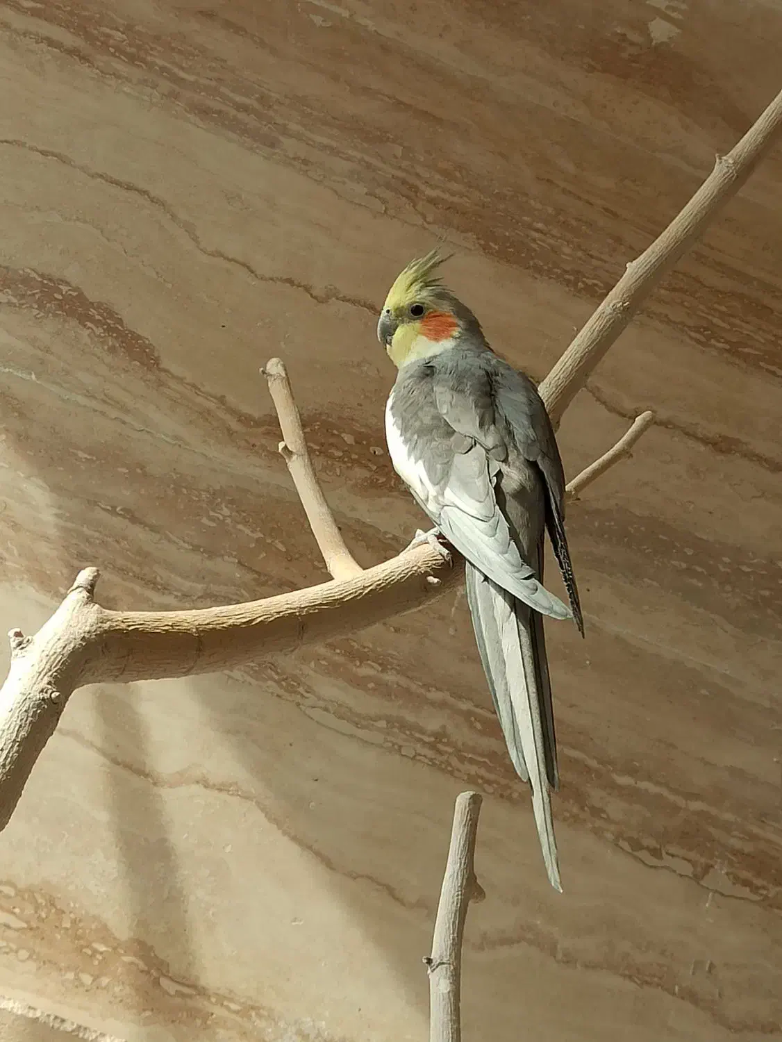 نر و ماده و جفت مولد صد درصد سالم و باکیفیت|پرنده|قم, سالاریه|دیوار