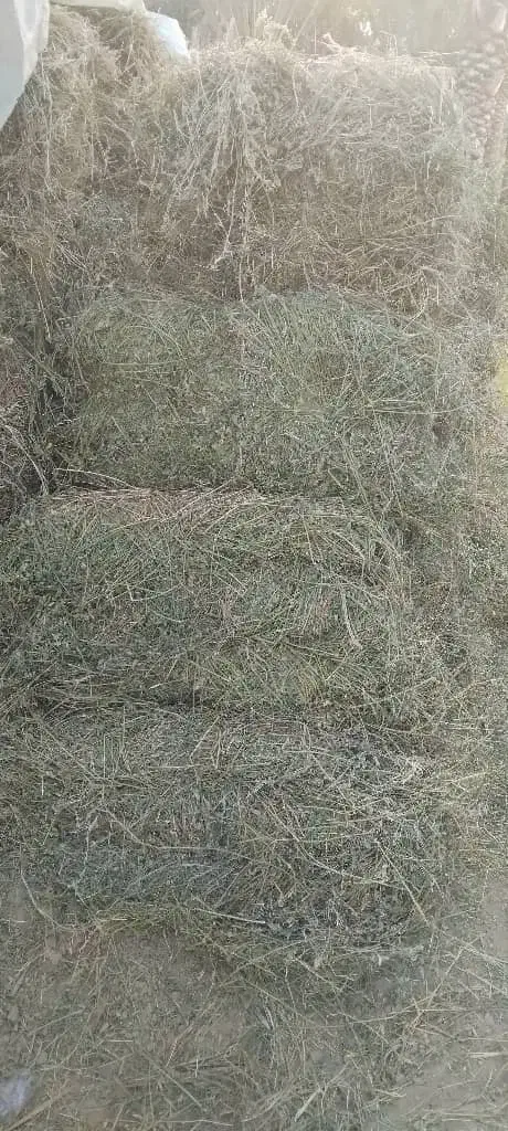 بیده قالبی|خدمات باغبانی و درختکاری|جیرفت, |دیوار