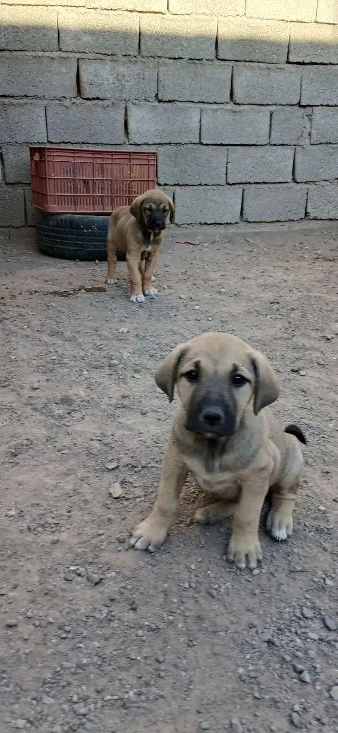 توله سگ سرابی|سگ|اردبیل, |دیوار