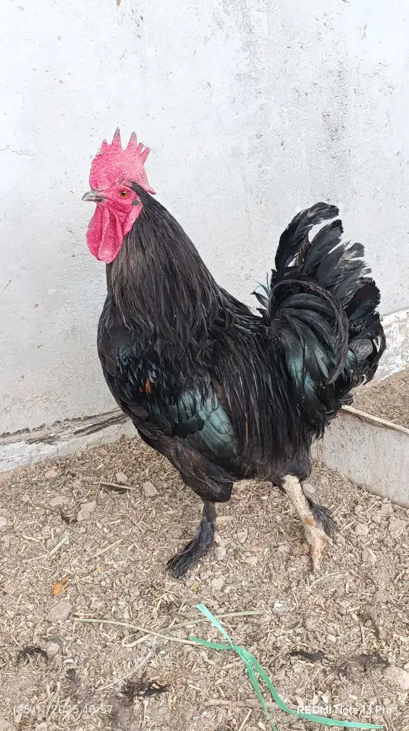 خروس|حیوانات مزرعه|سوسنگرد, |دیوار