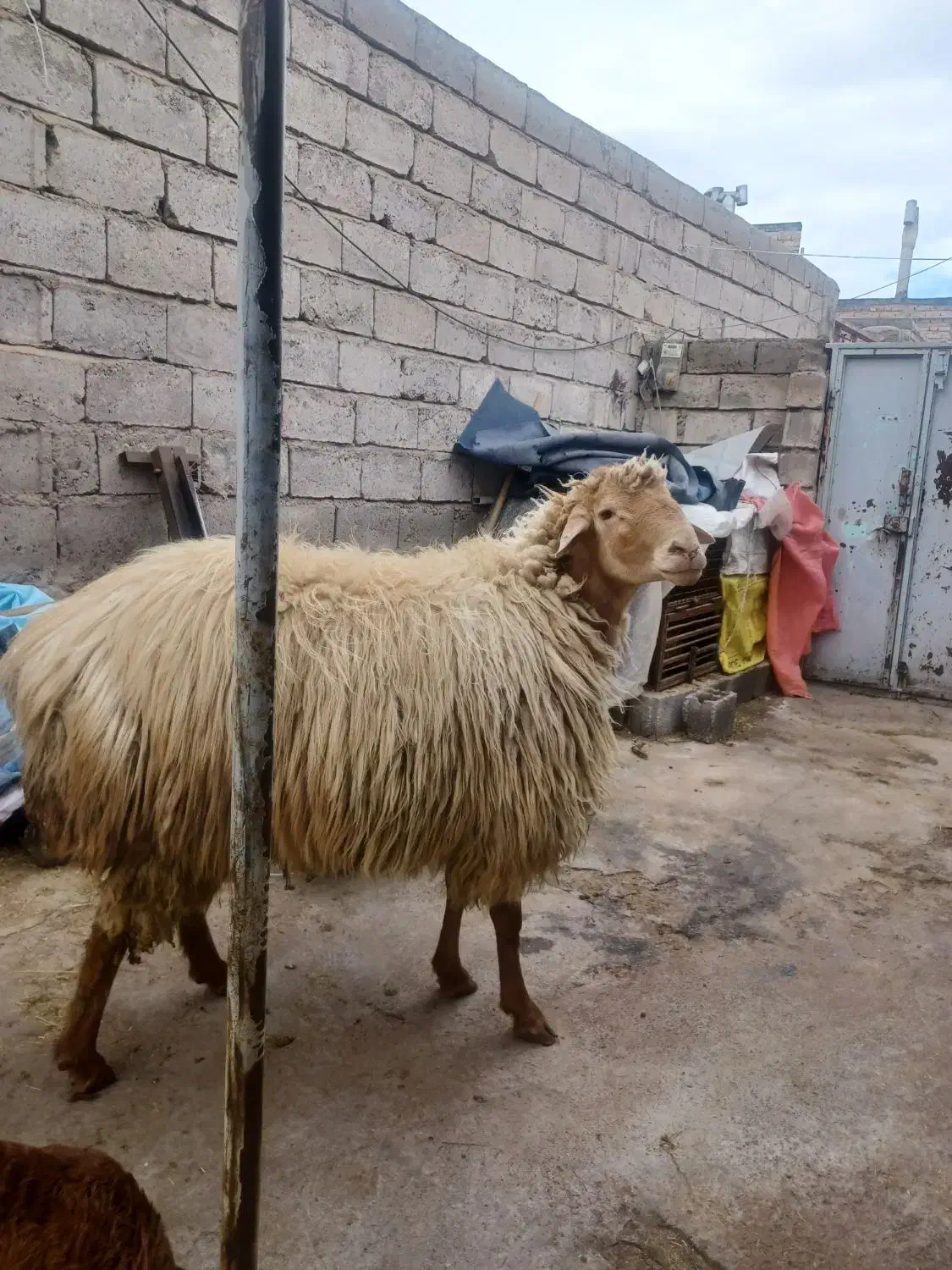 کوچ مغانی|حیوانات مزرعه|مشگین شهر, |دیوار