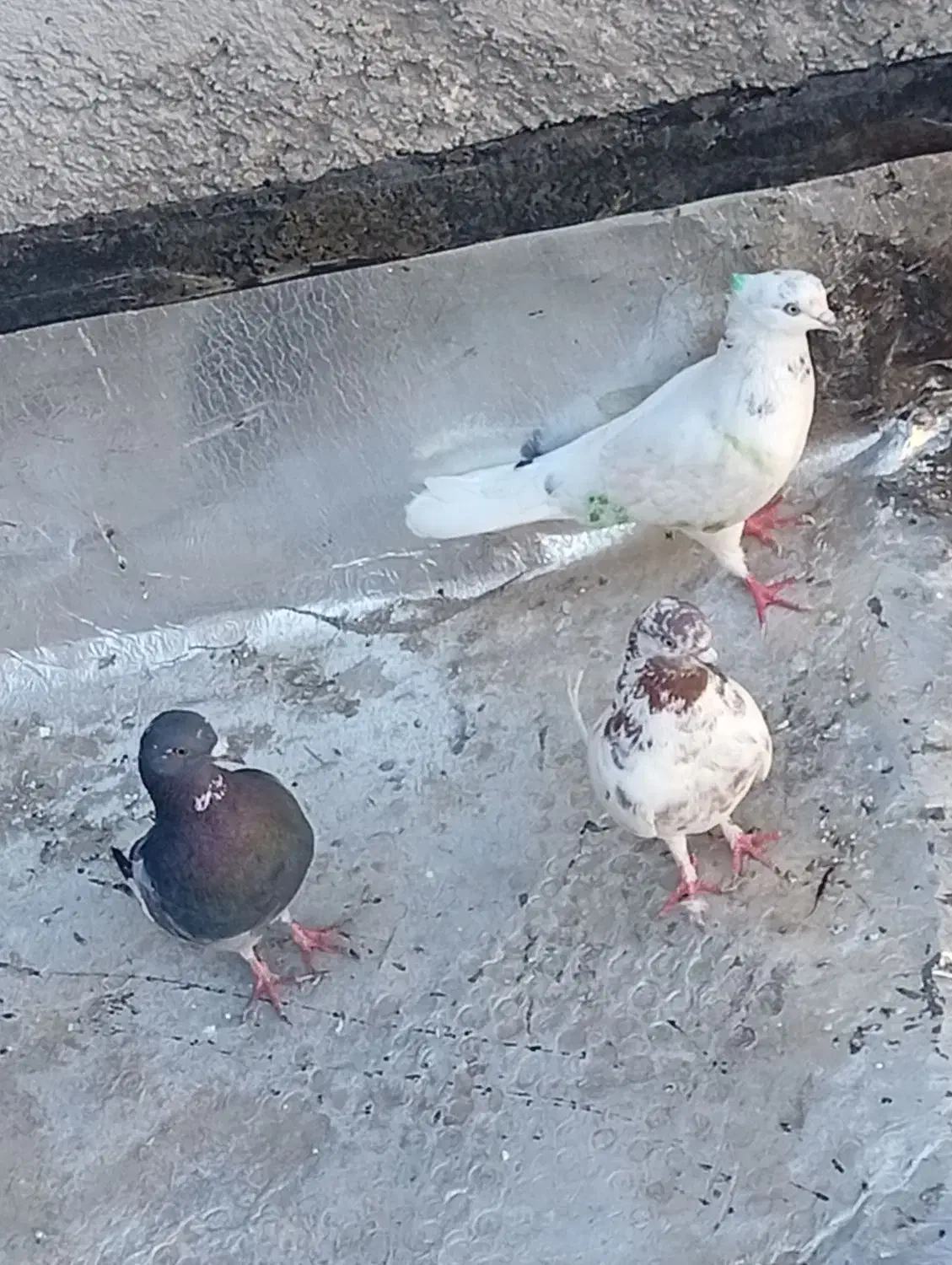 3عدد کبوتر دونه ای 200هزار|پرنده|نورآباد, |دیوار