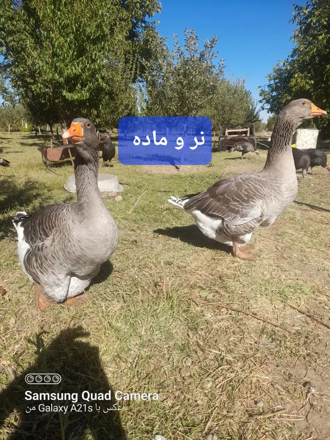 قاز تولوز فرانسه|حیوانات مزرعه|ارومیه, |دیوار