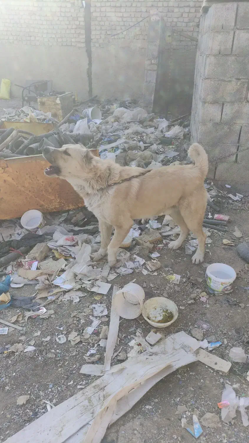 سگ نگهبان|سگ|اراک, |دیوار