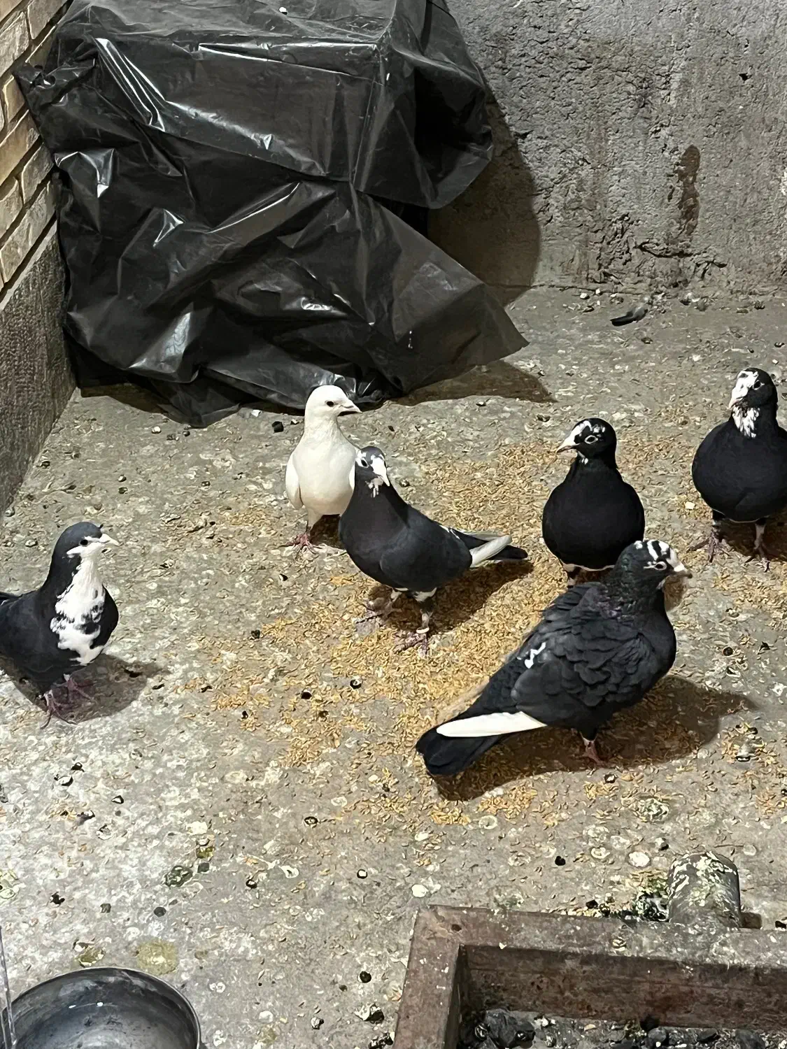 کفتر پلنگ|پرنده|کرمان, |دیوار