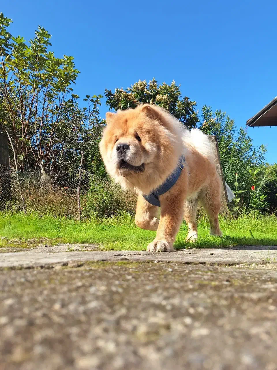 سگ چاو چاو نر|سگ|تهران, پیکان شهر|دیوار