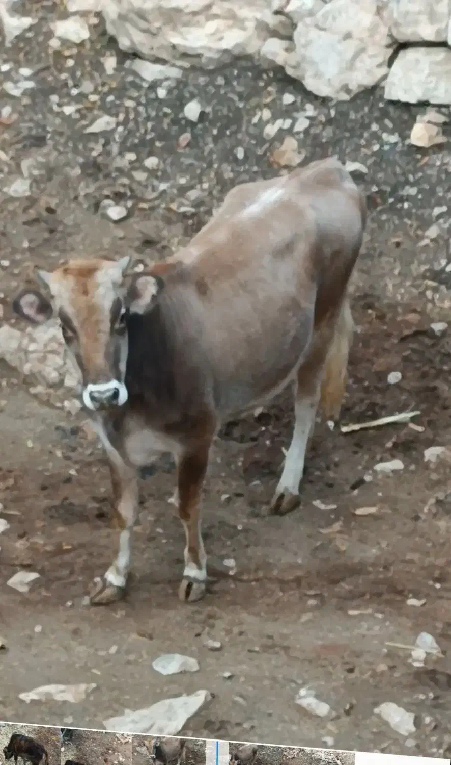 فروش گوساله پروار|حیوانات مزرعه|جوانرود, |دیوار