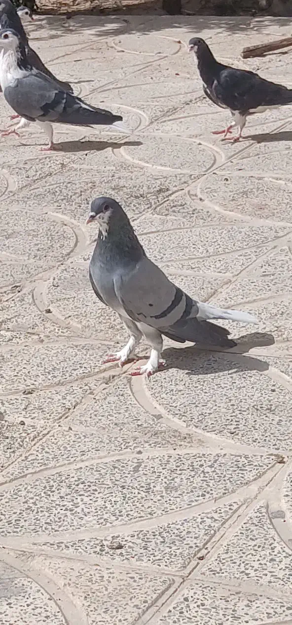 دمگیر بدرنگ|پرنده|زیباشهر, |دیوار