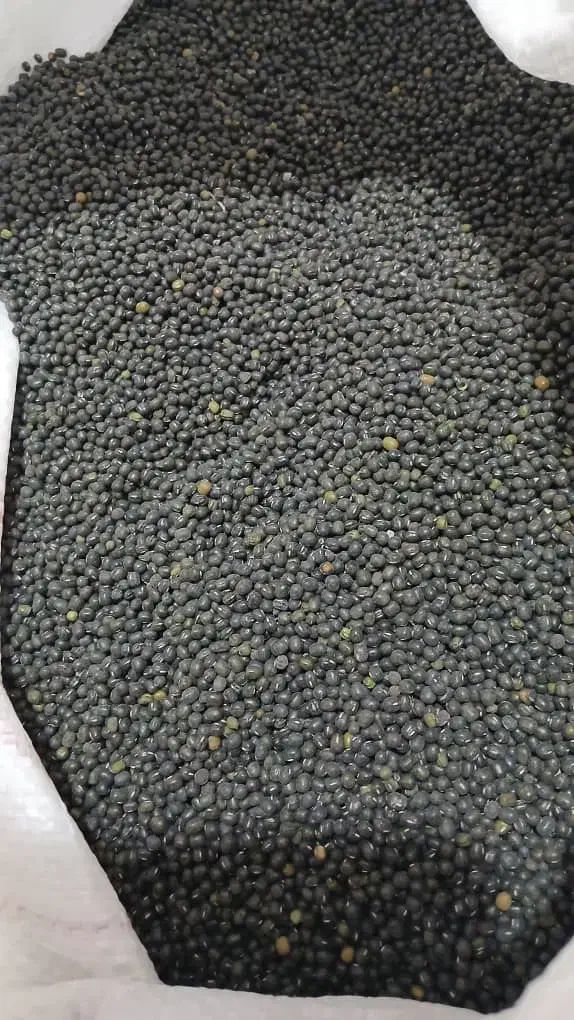 ماش تمیز وآماده پخت|خوردنی و آشامیدنی|باغ ملک, |دیوار