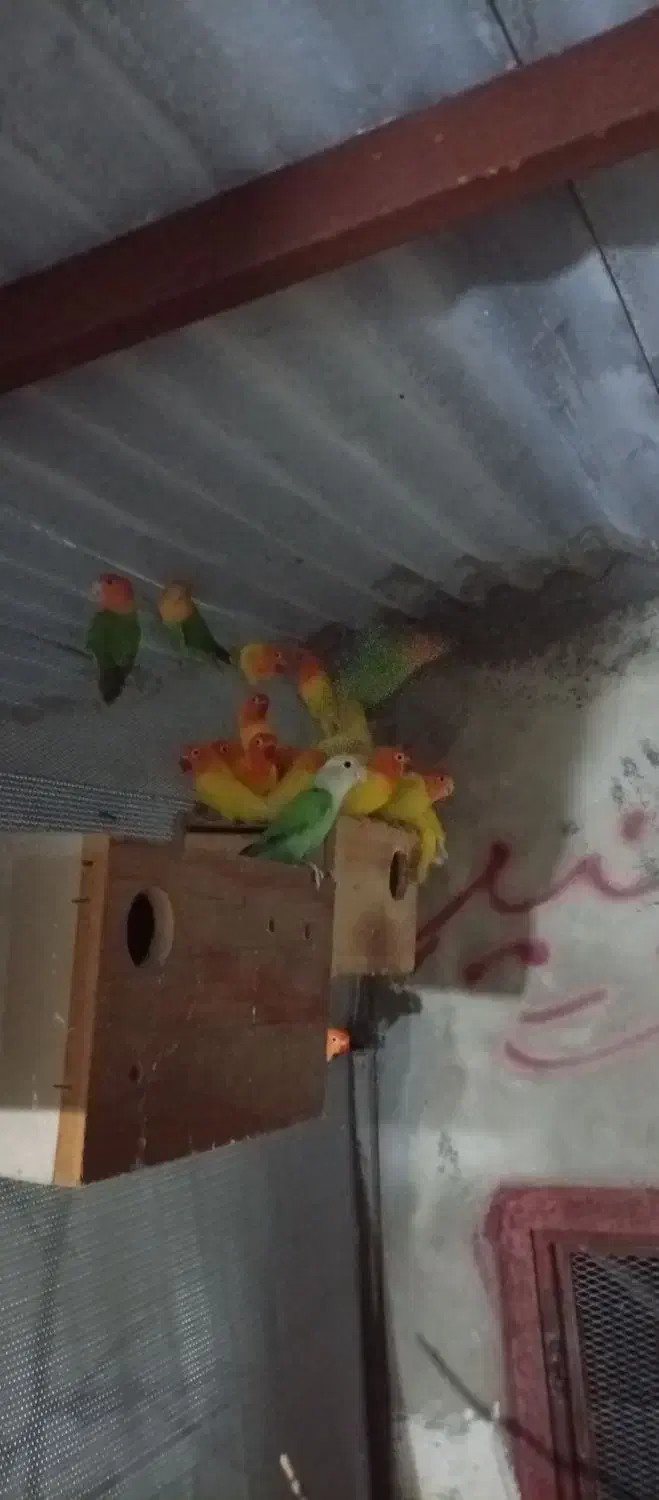 عروس هلندی،گرینچیک،برزیلی،ملنگو،مرغ عشق|پرنده|بندر کنگان, |دیوار