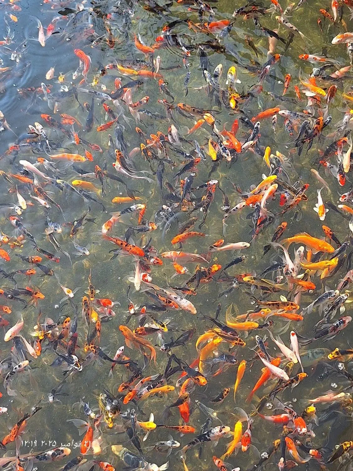 رنگین کمان کوی چرم و باتر فلای|ماهی|رشت, ترمینال|دیوار