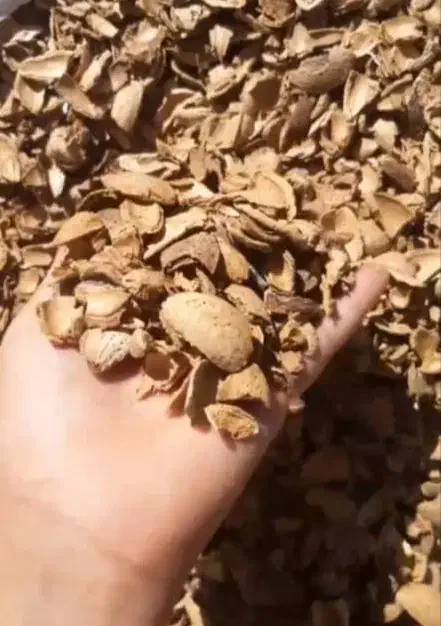 فروش تناژ پوست خشک بادم درختی..گردو..|عمدهفروشی|دامغان, |دیوار