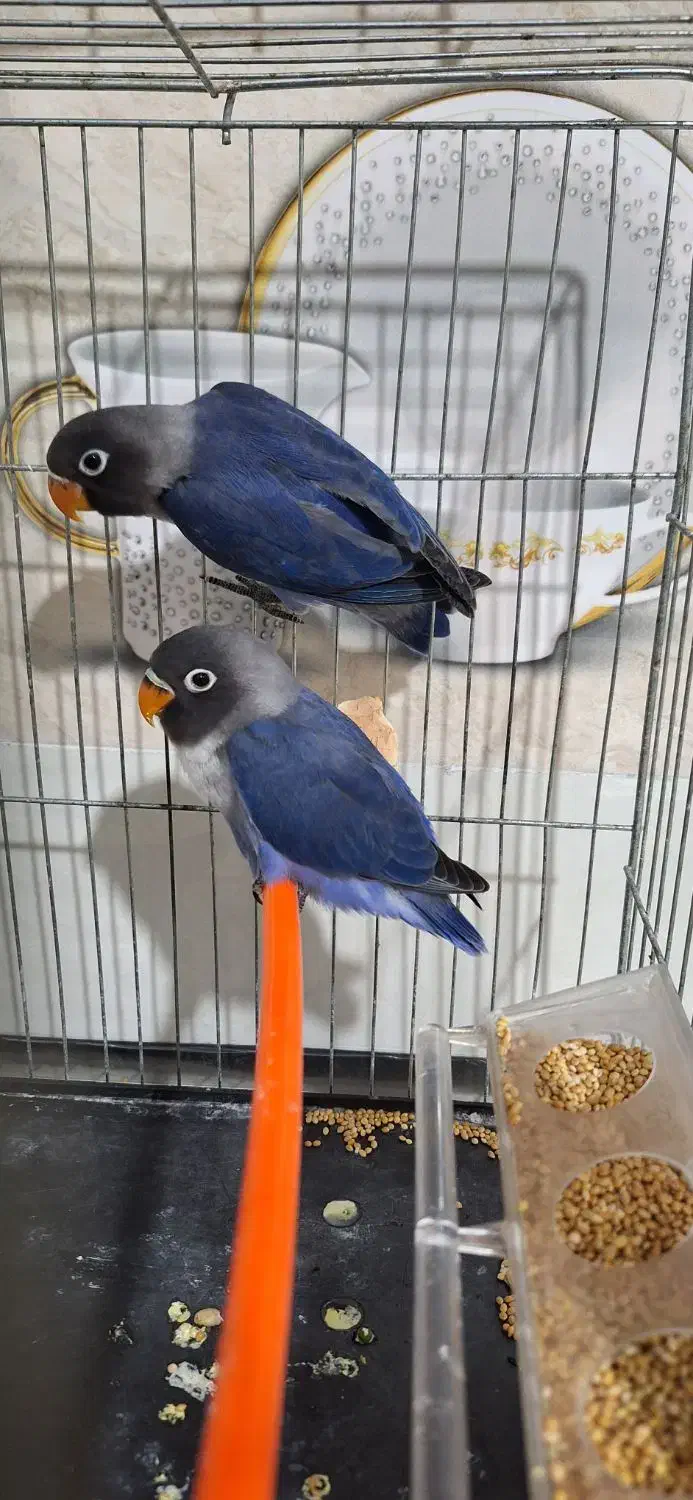 طوطی برزیلی رنگ خاص|پرنده|جنت, |دیوار