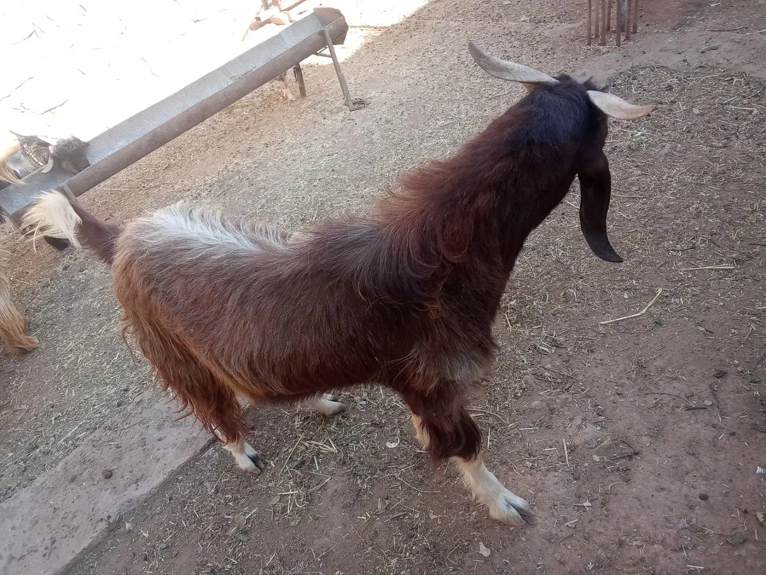 تیشتر دورگه|حیوانات مزرعه|مسجد سلیمان, |دیوار