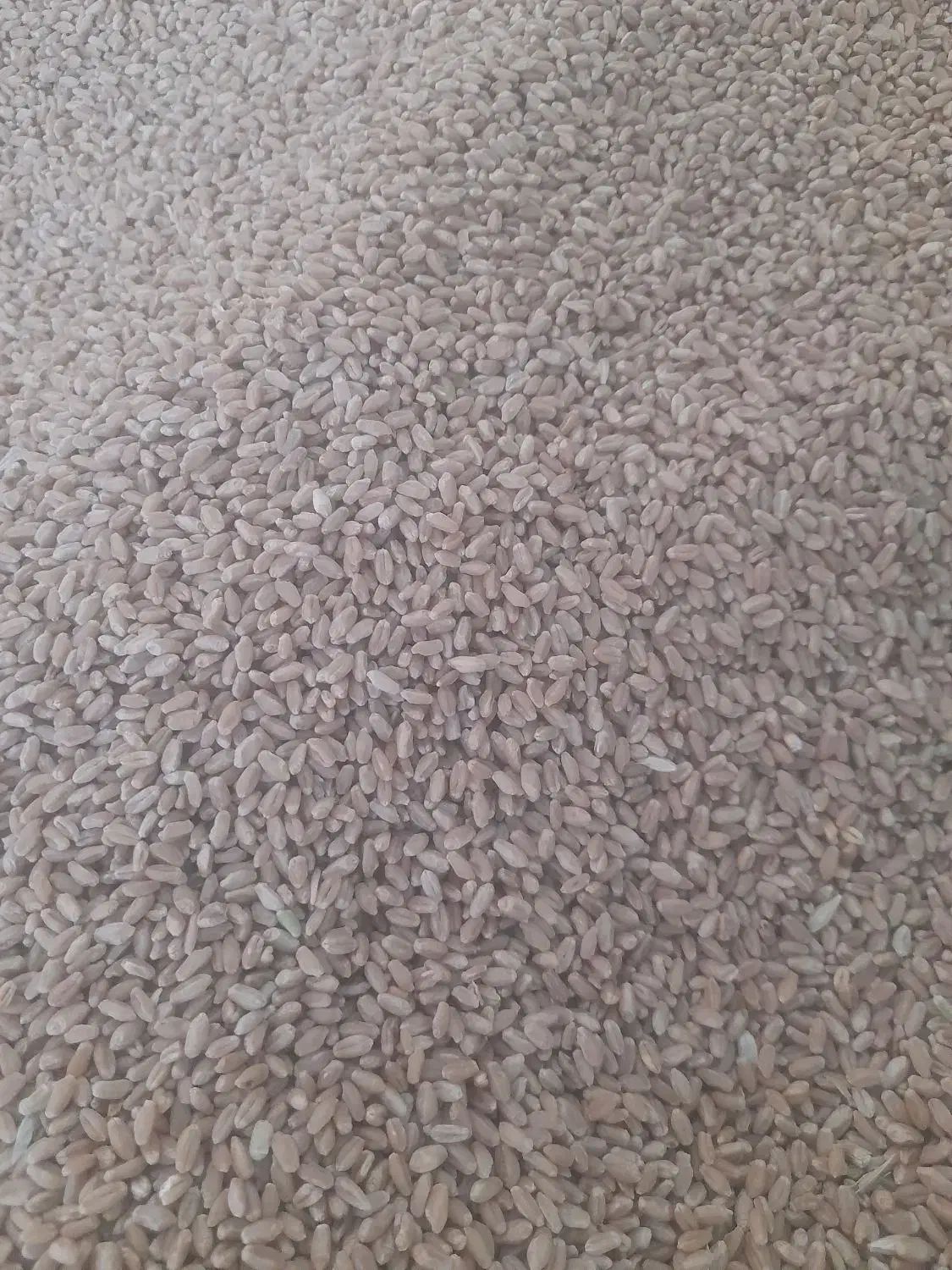 بذر گندم ترابی|خدمات باغبانی و درختکاری|رحمتآباد, |دیوار