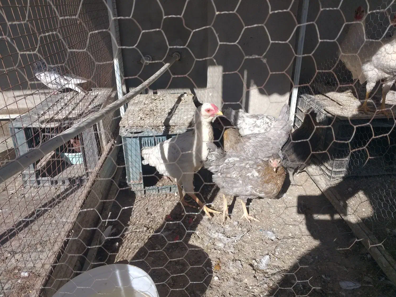 مرغ و خروس گلین لری|حیوانات مزرعه|تربت‌حیدریه, شهرک ولیعصر|دیوار