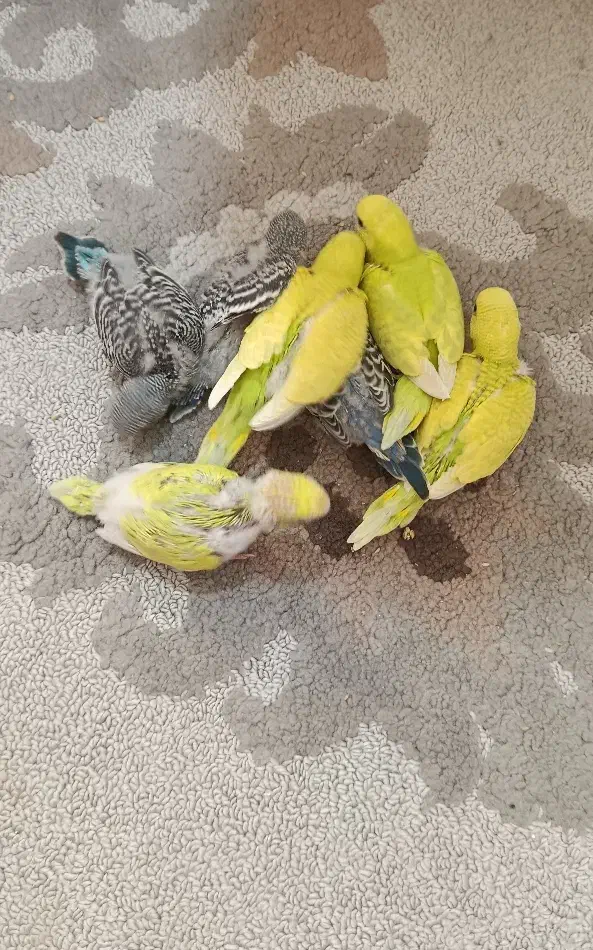 جوجه مرغ عشق|پرنده|گلبهار, شهر جدید گلبهار|دیوار