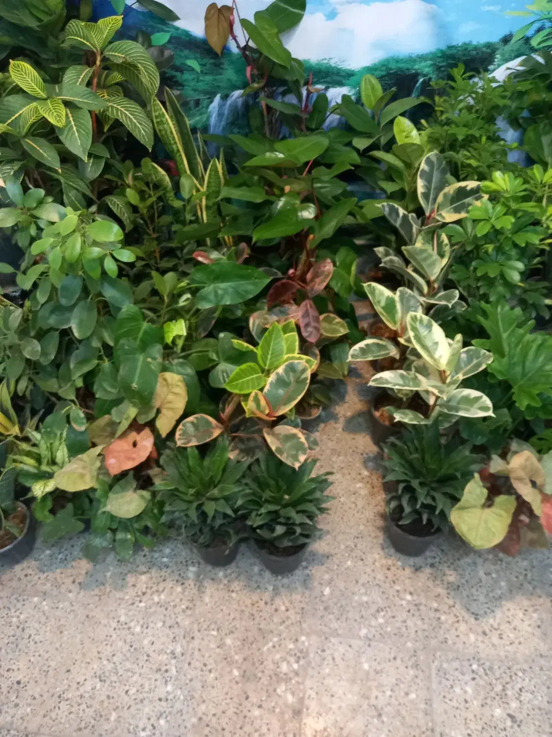 انواع گلهای اپارتمانی روز زن رسید|گل و گیاه طبیعی|شهرکرد, |دیوار