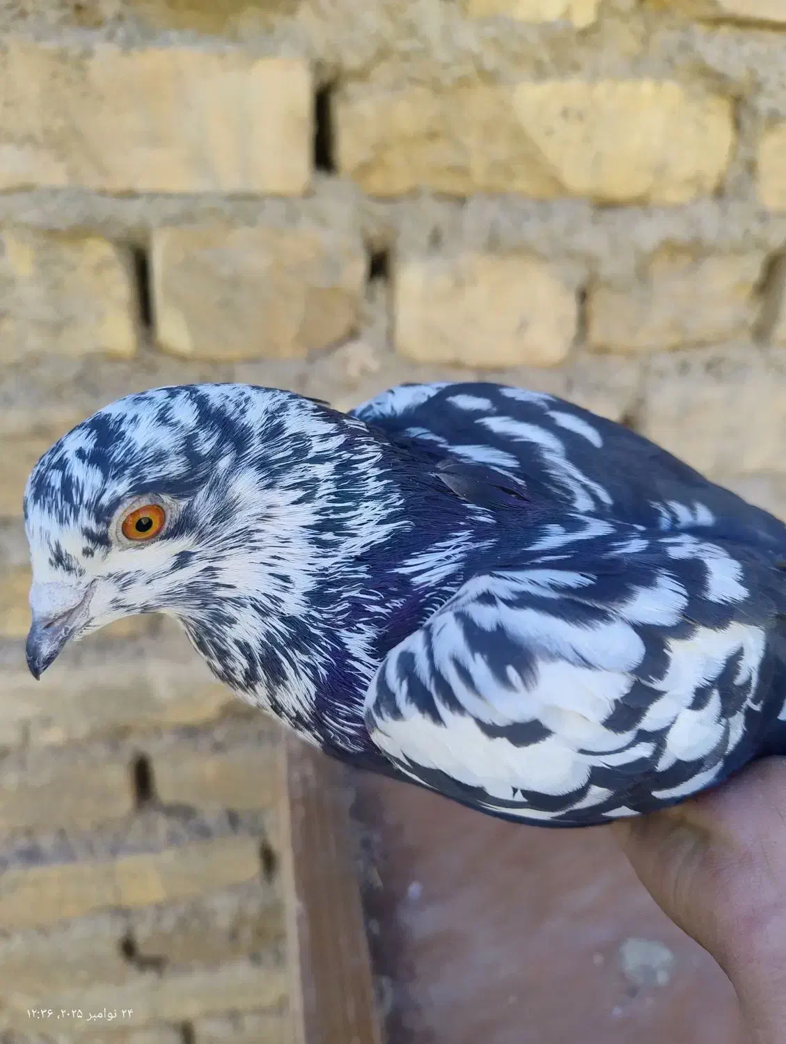 کفتر پرشی|پرنده|حمیدیا, |دیوار