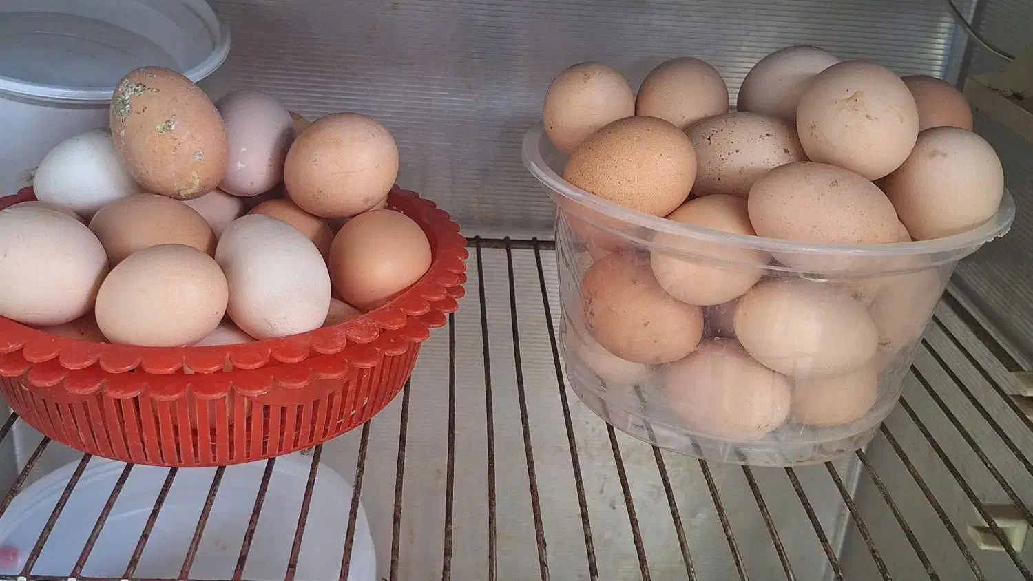 تخم مرغ محلی  تازه|خوردنی و آشامیدنی|جوادآباد, |دیوار