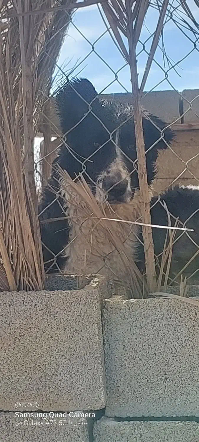 واگذاری جفت سگ لاس قهدریجونی|سگ|سروستان, |دیوار