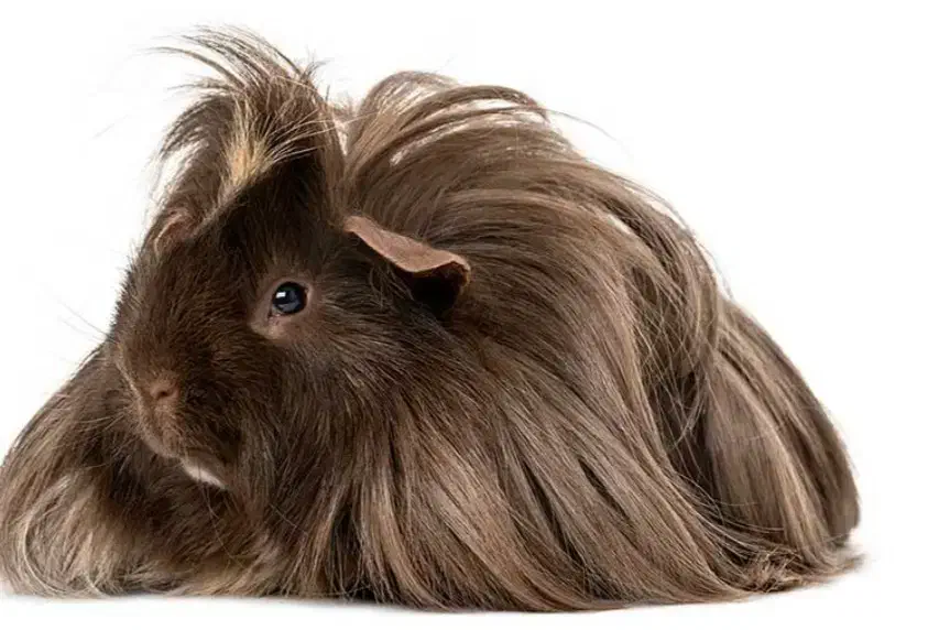 فروش خوکچه هندی|موش و خرگوش|قم, جمکران|دیوار