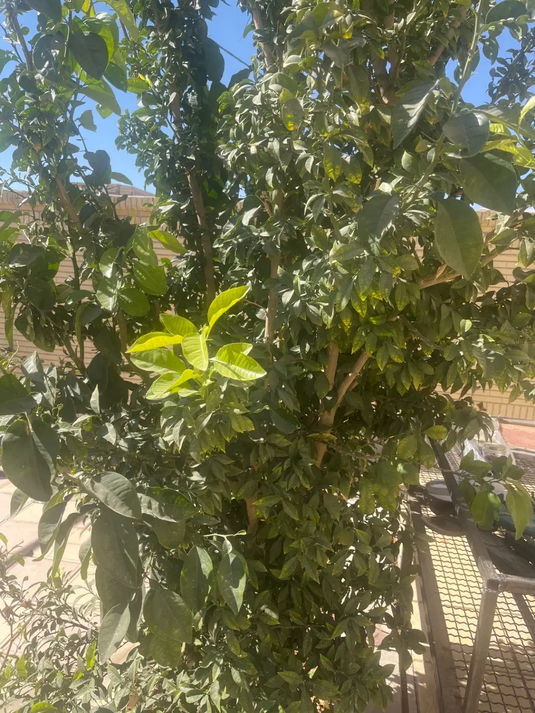 فروش خانه|فروش خانه و ویلا|زید آباد, |دیوار