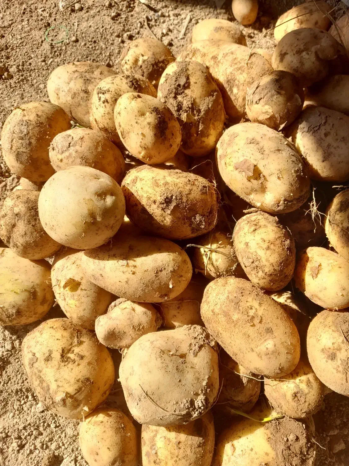 سیب زمینی جعلی خوراکی|خوردنی و آشامیدنی|قیدار, |دیوار