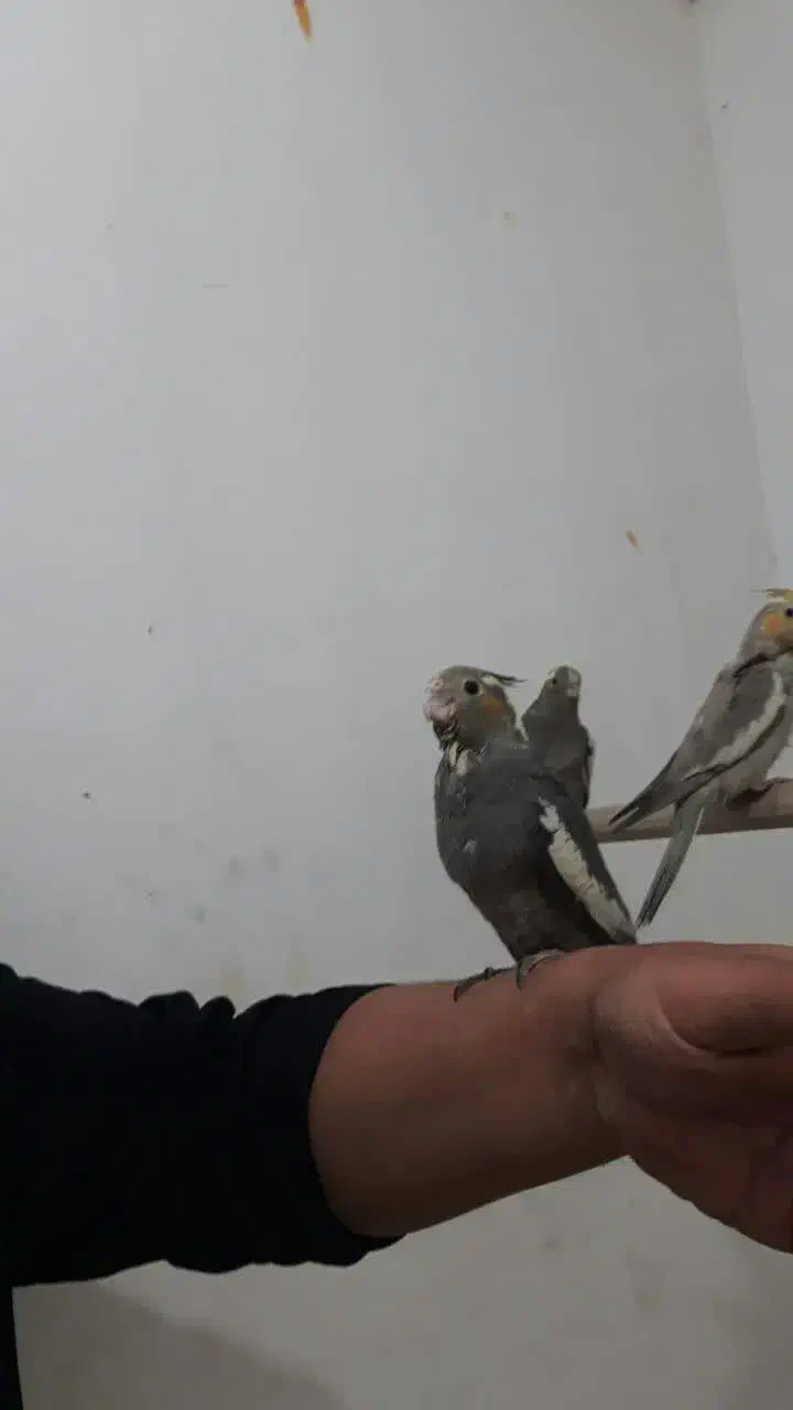 عروس هلندی.مینا.مرغ عشق.طوطی|پرنده|مشهد, کارمندان دوم|دیوار