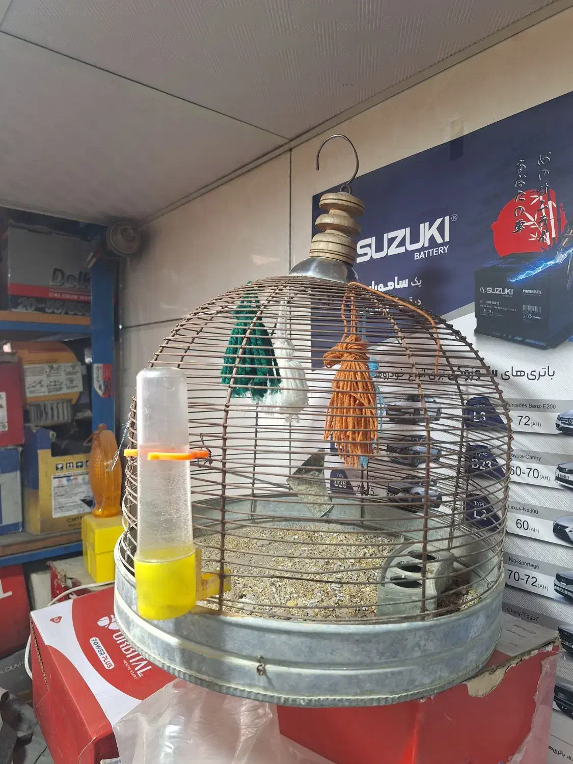 پرنده گم شده|حیوانات|مرودشت, علی‌آباد‎|دیوار