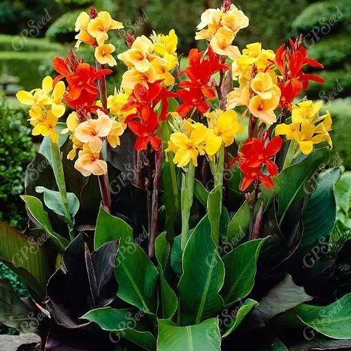 باغبان متخصص با 15 سال تجربه|خدمات باغبانی و درختکاری|مشهد, هفده شهریور|دیوار