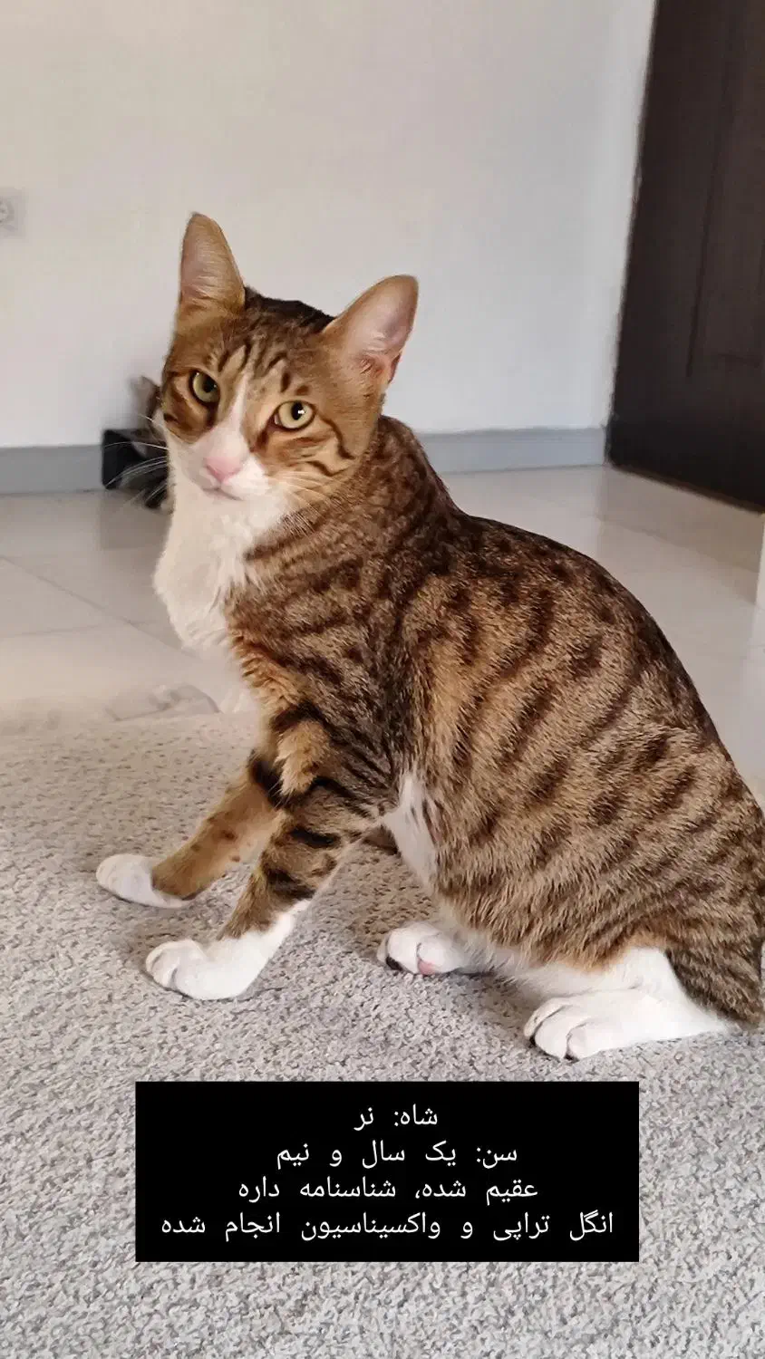 واگذاری رایگان گربه|گربه|بندر انزلی, معلم|دیوار