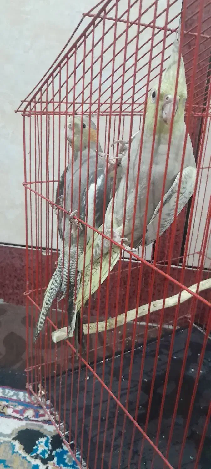 بدلیل نیاز مالی|پرنده|رامشیر, |دیوار