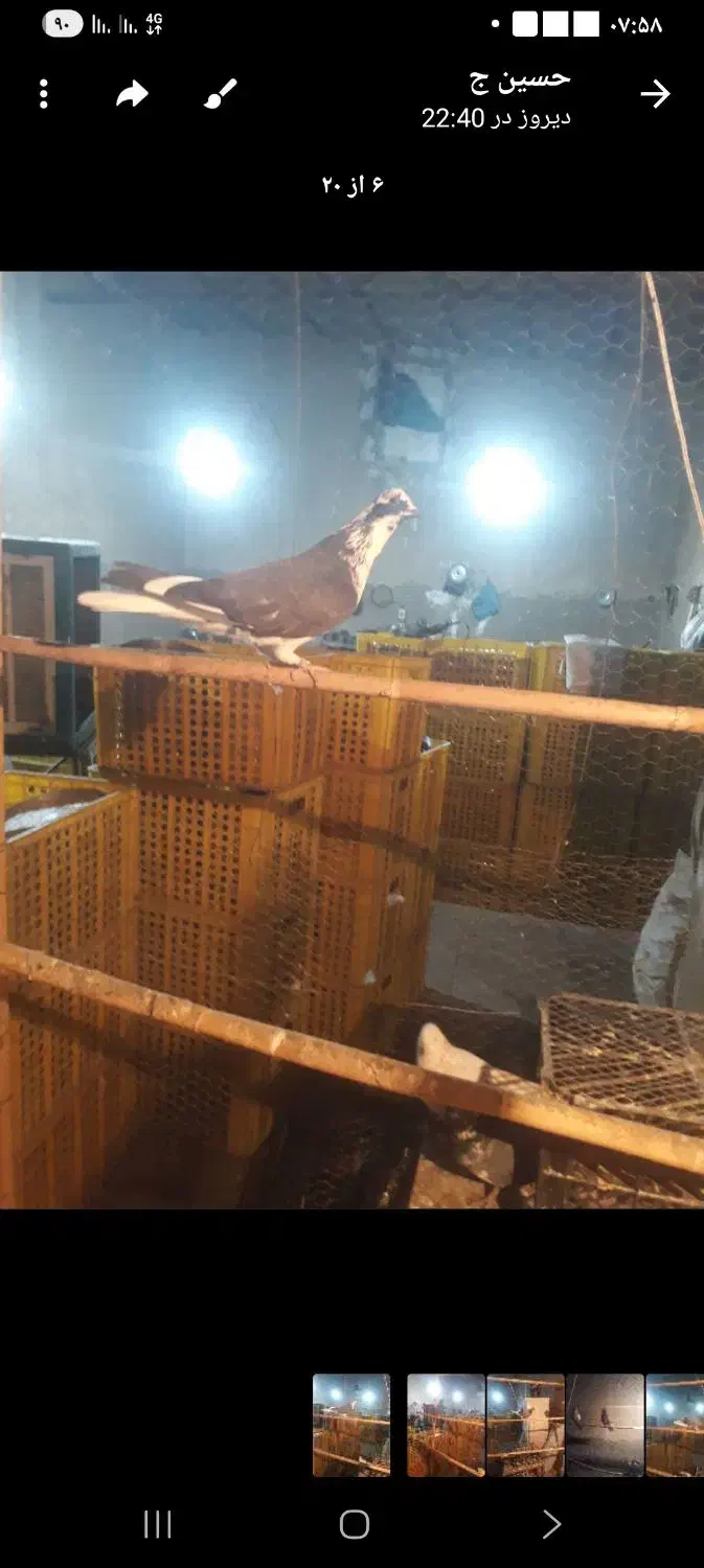 کبوتر پرسی|پرنده|قرچک, پویینک|دیوار