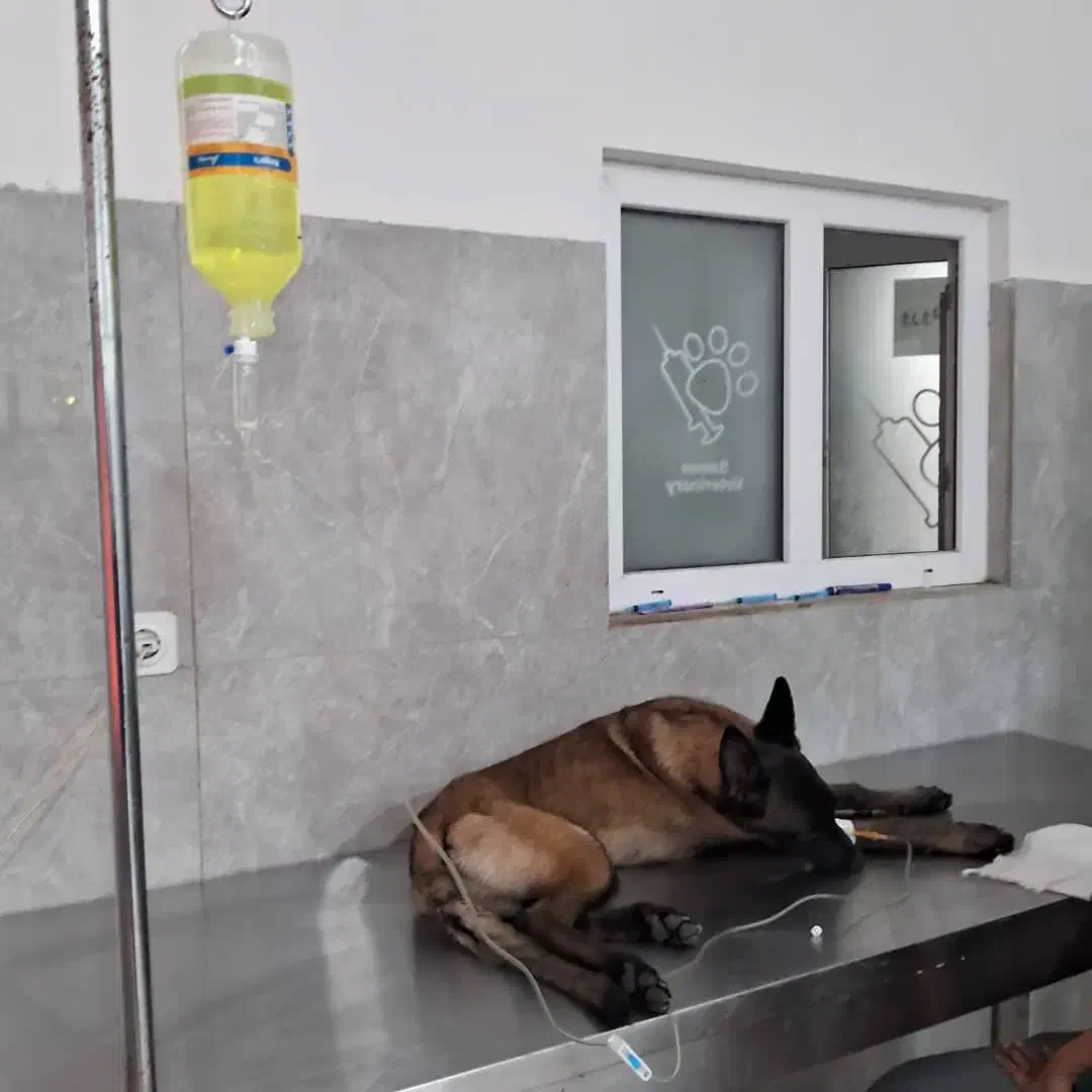 سگ مانینیوز|حیوانات|سیرجان, |دیوار