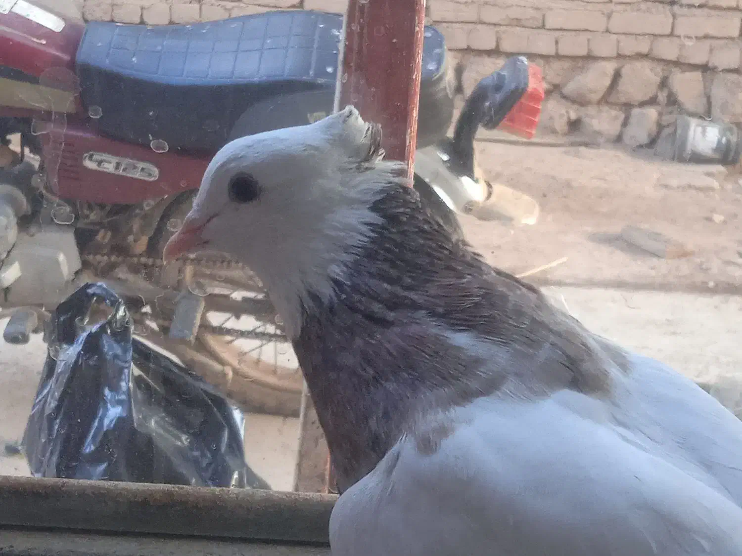 طوقی صرب کفتر کله سینه نقش رنگی|پرنده|خانمیرزا, |دیوار