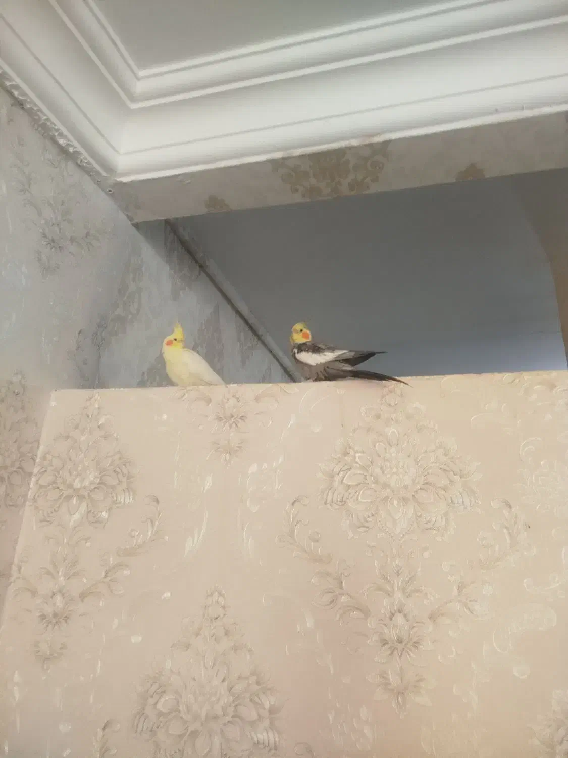 عروس هلندی|پرنده|تربت‌حیدریه, حیدرآباد|دیوار