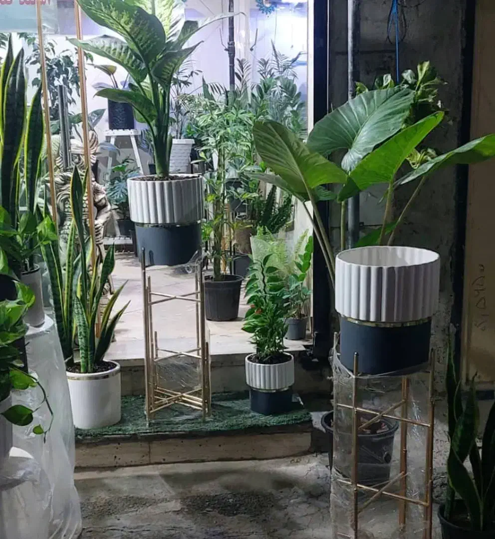 گل فروشی همیشه بهار|گل و گیاه طبیعی|ورامین, ورامین|دیوار