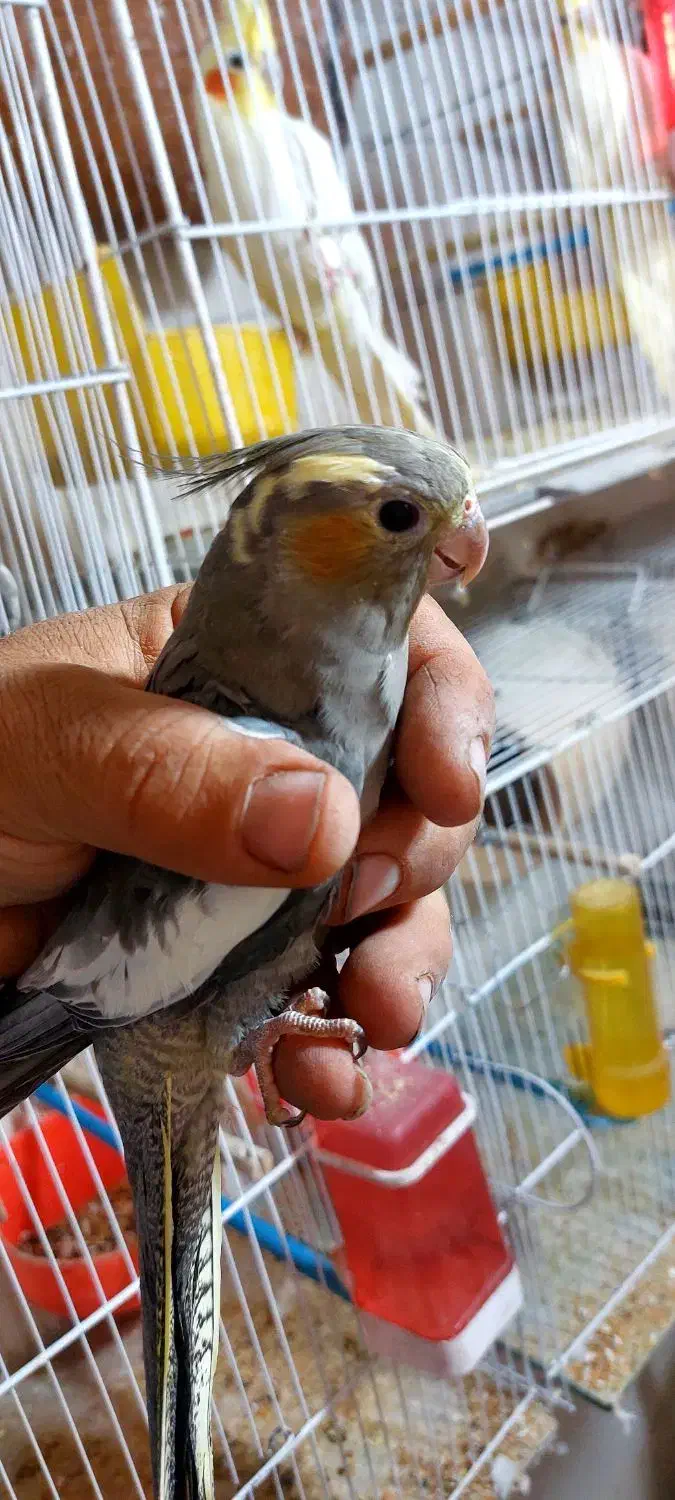 عروس هلندی .ماده بالغ|پرنده|رفسنجان, |دیوار