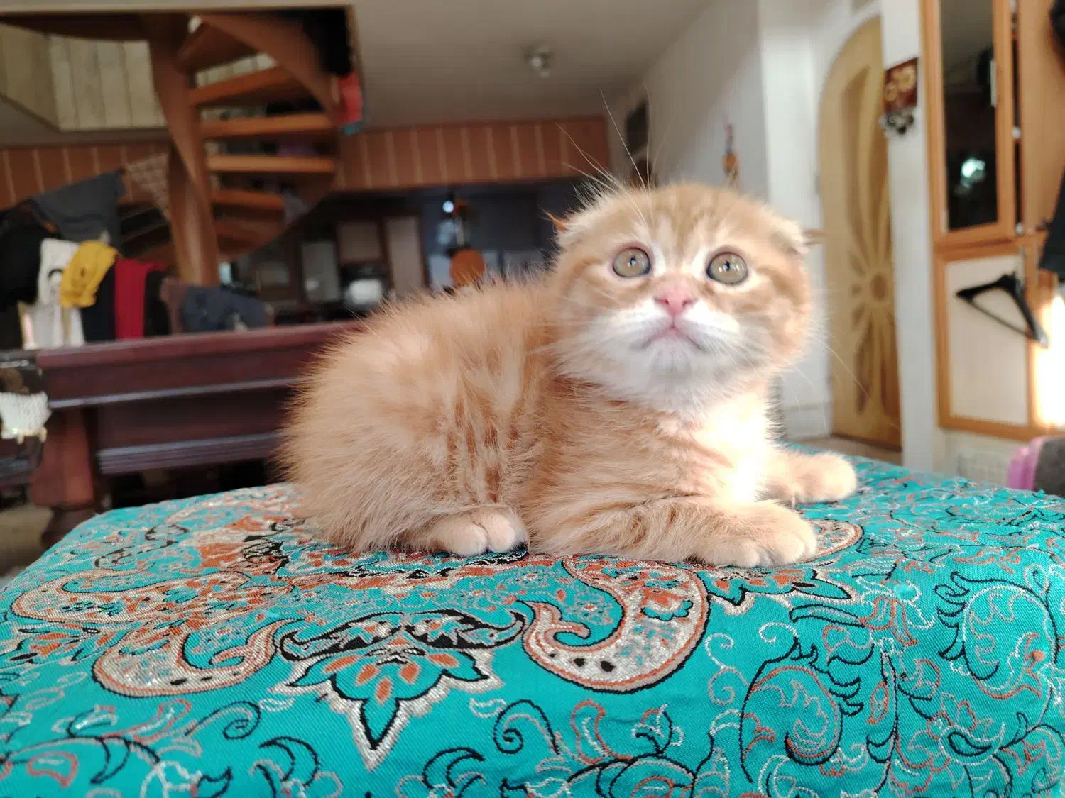 گربه اسکاتیش  و بریتیش|گربه|اصفهان, سعادت‌آباد|دیوار