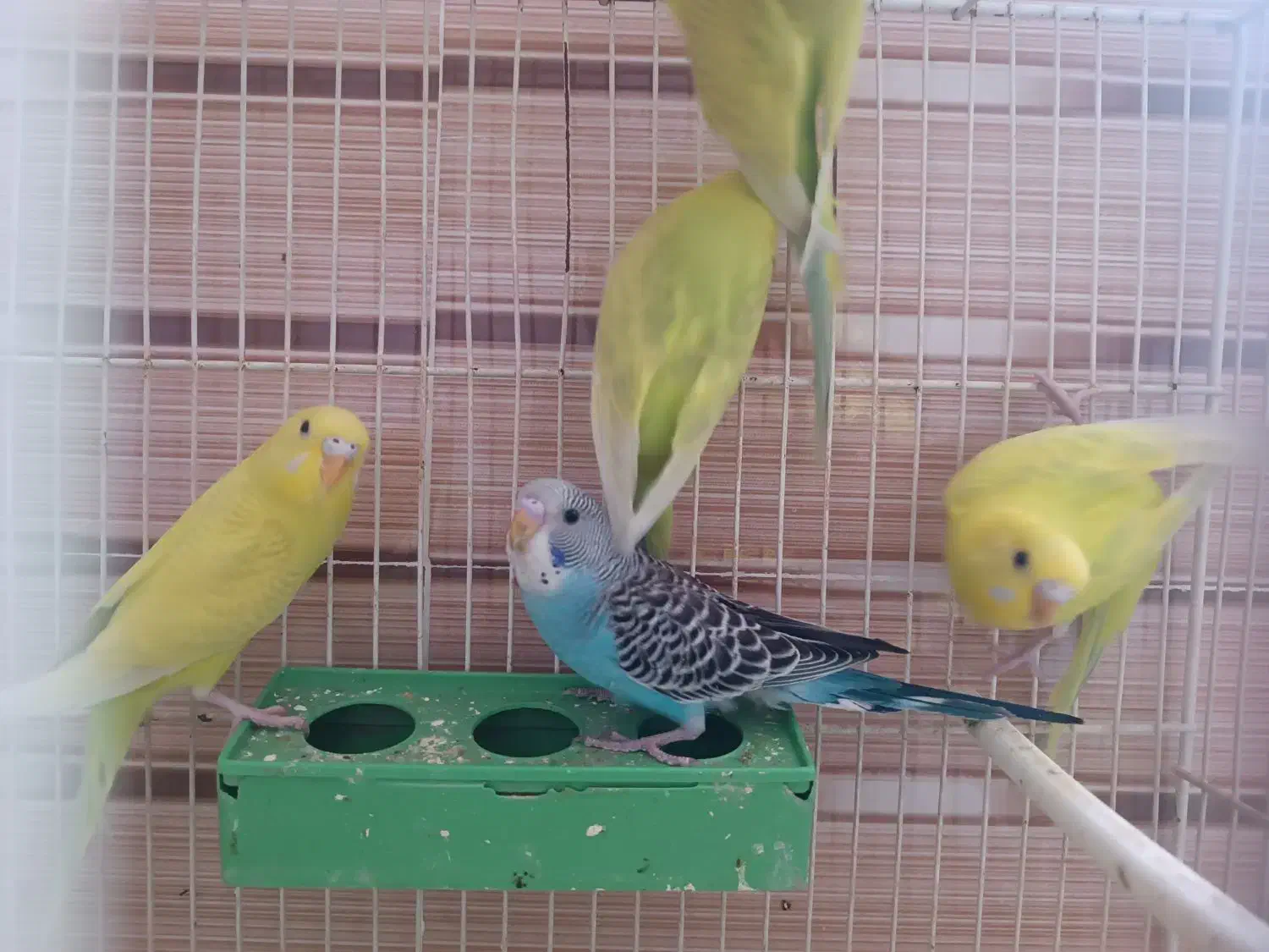 پرنده|پرنده|تربت جام, نظامی|دیوار