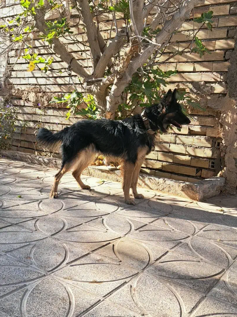 فروش ژرمن مو کلاسیک نر +هدیه ،توضیحات کامل|سگ|بم, |دیوار