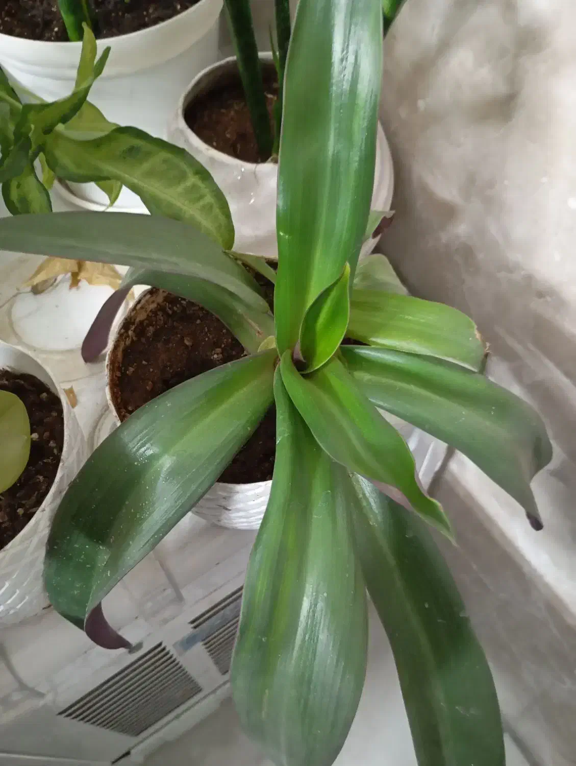 اجاره آپارتمان 115متر بلوارانقلاب مهدیشهر|اجارهٔ آپارتمان|مهدی شهر, |دیوار