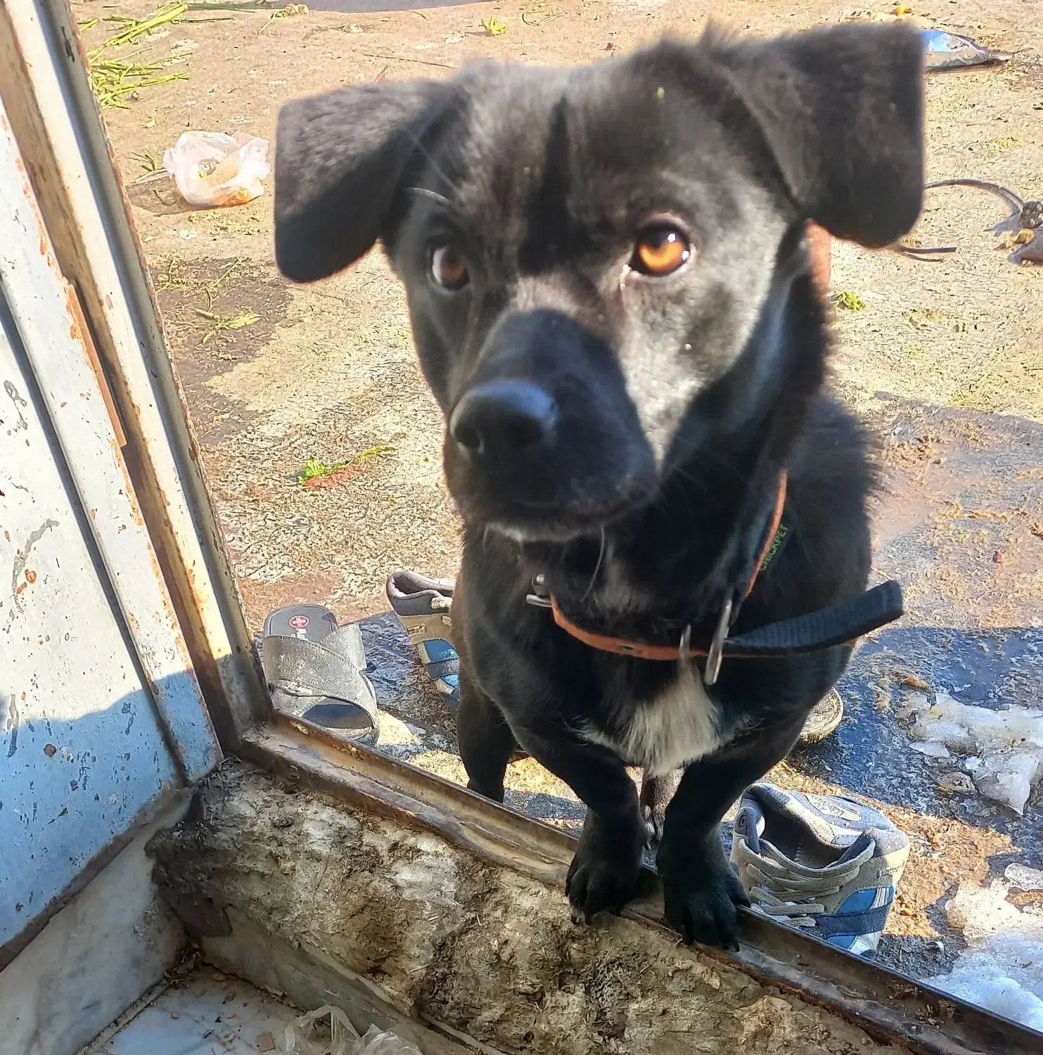 پاکوتاه نژاد پاک رنگ مشکی برای کشش|سگ|مشهد, همت آباد|دیوار