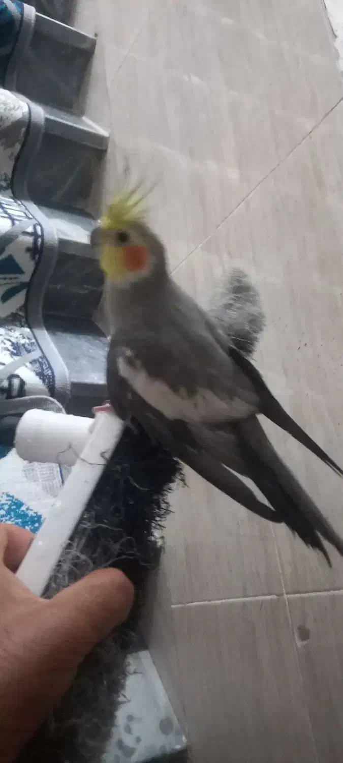 یه عروس هلندی|پرنده|رشت, جماران|دیوار