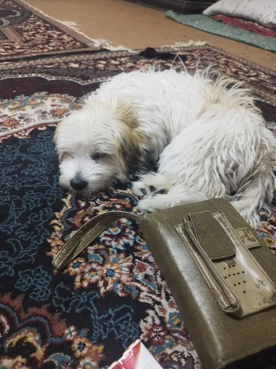 خریدوفروش سگ|سگ|دیواندره, |دیوار