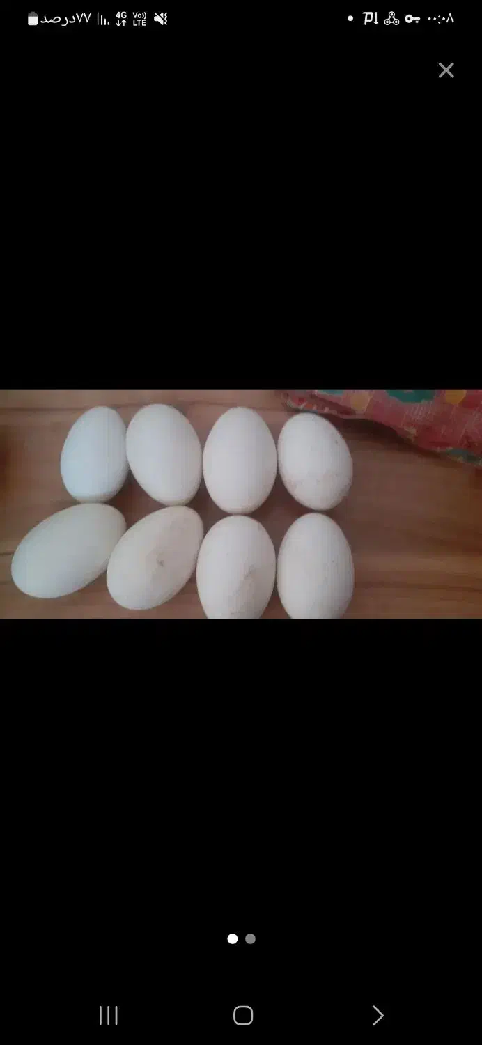 غاز|حیوانات مزرعه|سراب, |دیوار