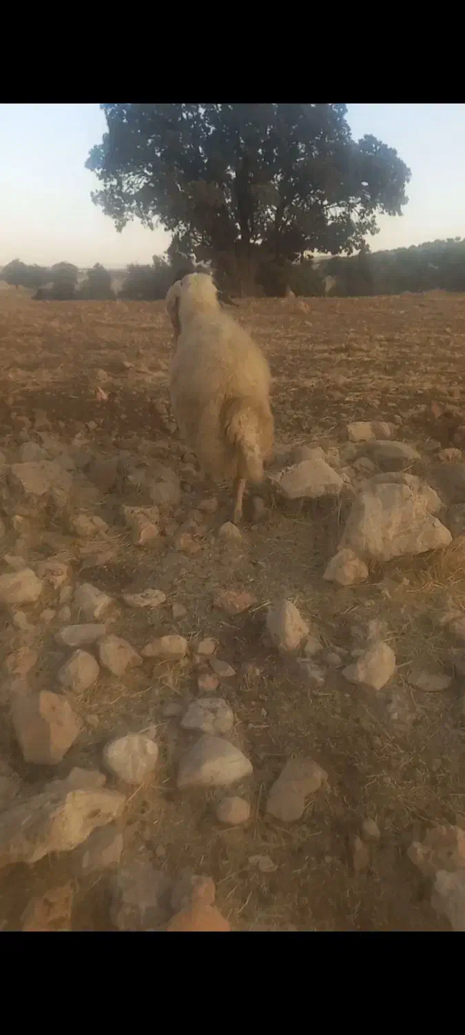 قوچ سنجابی|حیوانات مزرعه|ایوان, |دیوار