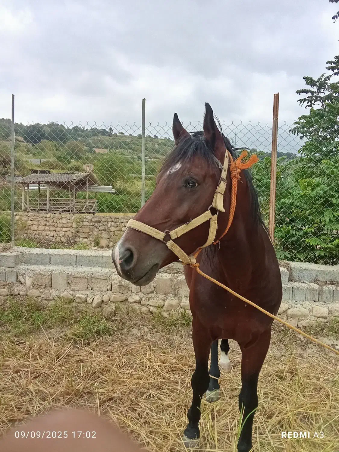 اسب تمام یورقه نرون|اسب و تجهیزات اسبسواری|پایین هولار, |دیوار